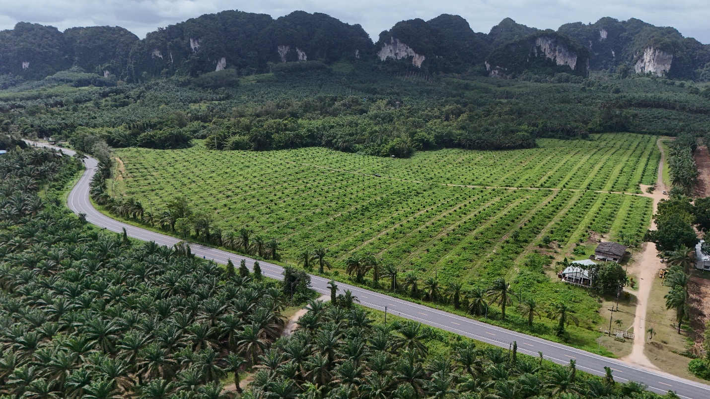 การปลูกปาล์มทดแทน สวนวรรณี