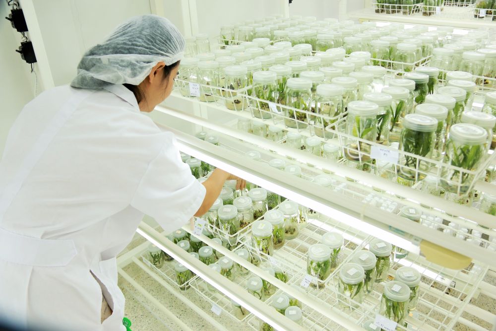 Oil palm tissue culture research